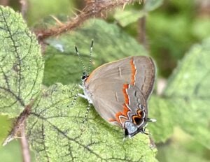 A brownish grey butterfly rests on a leaf. It has brilliant red, black and white markings. 
