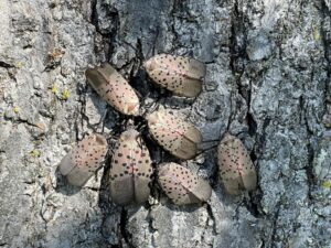 Seven Red Spotted Lanternflies on a Silver Maple.