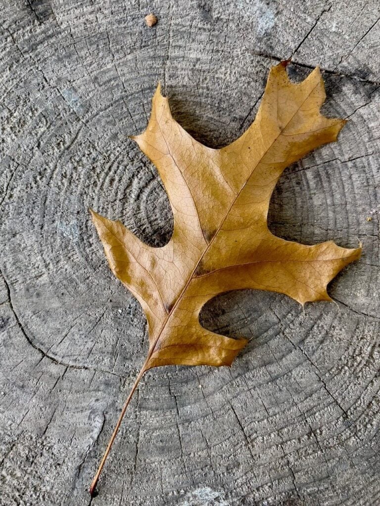 A dried up leaf is pictured on a wood stump swirl.