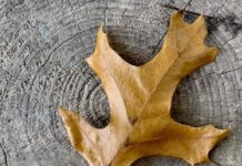 A dried up leaf is pictured on a wood stump swirl.