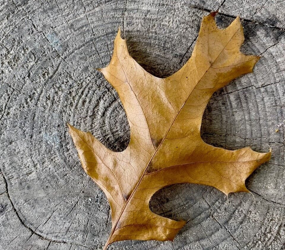 DIY: Framing Fall Leaves - Frederick's Child Magazine