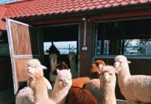 Fun Things to Do in Frederick County: March 7-9