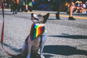 Dog wearing a colorful bandana in the street; representing a Pride parade