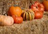 Pumpkins on hay bales