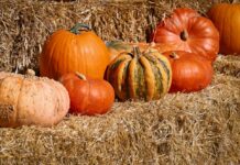 Pumpkins on hay bales