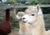 Alpacas on a farm
