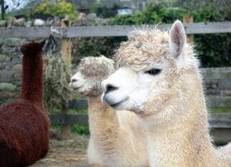 Alpacas on a farm