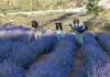 Things to Do in Frederick County This Weekend: June 13-14 People in a lavender field