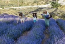 Things to Do in Frederick County This Weekend: June 13-14 People in a lavender field