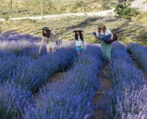 People in a lavender field