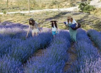 Things to Do in Frederick County This Weekend: June 13-14 People in a lavender field