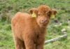 Things to Do in Frederick This Weekend: July 10-11 Highland calf
