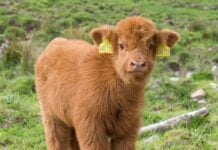 Highland calf