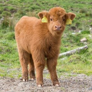 Highland calf
