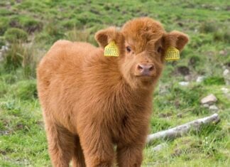 Things to Do in Frederick This Weekend: July 10-11 Highland calf