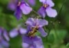 Check Out These Frederick Events This Weekend: Aug. 14-16 A honeybee on a flower