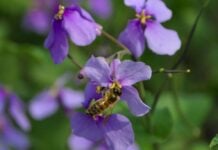 A honeybee on a flower