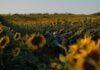 Weekend Fun in Frederick: Aug. 28-30 Two kids in a sunflower field