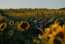 Two kids in a sunflower field