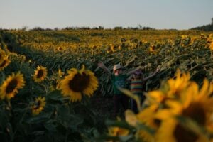 Two kids in a sunflower field