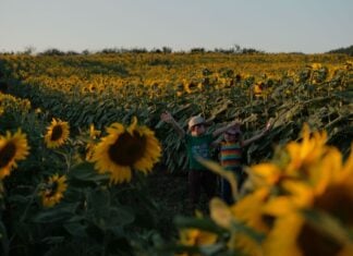 Two kids in a sunflower field