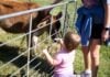 Family Fun Events in Frederick: Oct. 3-4 A baby at a petting zoo at Brunswick Railroad Days