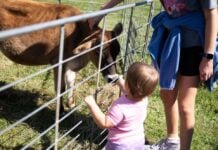 Family Fun Events in Frederick: Oct. 3-4 A baby at a petting zoo at Brunswick Railroad Days