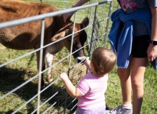 Family Fun Events in Frederick: Oct. 3-4 A baby at a petting zoo at Brunswick Railroad Days