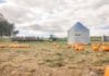 9 Maryland Farms and Pumpkin Patches to Check Out this Fall