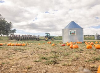 9 Maryland Farms and Pumpkin Patches to Check Out this Fall