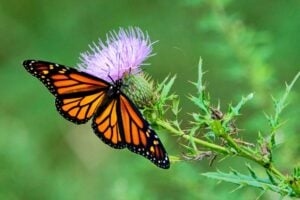 Monarch butterfly on a flower