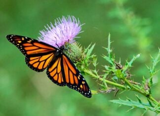 Weekend Events in Frederick: Sept. 25-26 Monarch butterfly on a flower