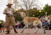 Family-Friendly Fun in Frederick This Weekend: Oct. 23-24 A dog in a costume and its owner at Canines on the Creek