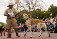 Family-Friendly Fun in Frederick This Weekend: Oct. 23-24 A dog in a costume and its owner at Canines on the Creek