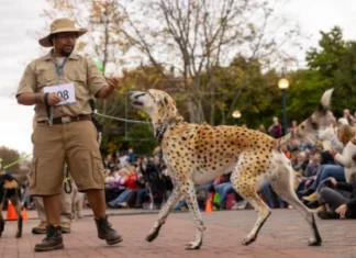 Family-Friendly Fun in Frederick This Weekend: Oct. 23-24 A dog in a costume and its owner at Canines on the Creek