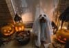 Things to Do in Frederick This Weekend: Oct. 17-18 Dog in sheet ghost costume next to bowl of candy