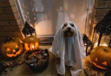 Things to Do in Frederick This Weekend: Oct. 17-18 Dog in sheet ghost costume next to bowl of candy