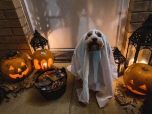 Dog in sheet ghost costume next to bowl of candy