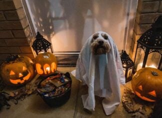 Things to Do in Frederick This Weekend: Oct. 17-18 Dog in sheet ghost costume next to bowl of candy
